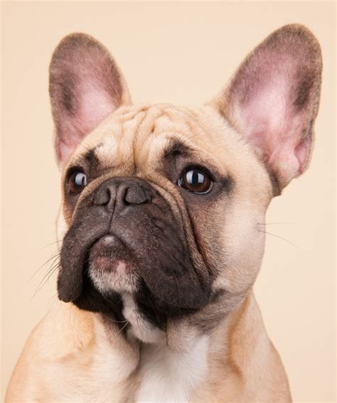  A French Bulldog puppy has a wrinkly appearance and a short nose and muzzle