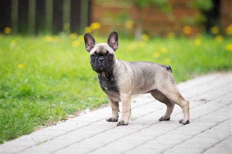  A French bulldog Sable fawn color denotes that the Frenchie is both Sable and fawn, which is always the case