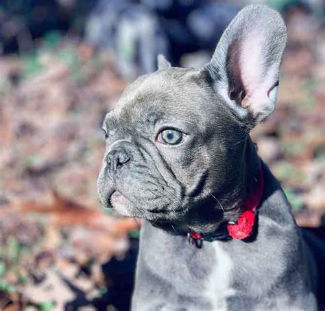  A French bulldog can appear blue due to a genetic dilution of the black pigment in their coat, causing a blue-grey hue to appear