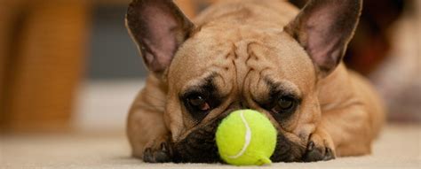  A Frenchie might need a bit more of your patience during positive reinforcement training , as she