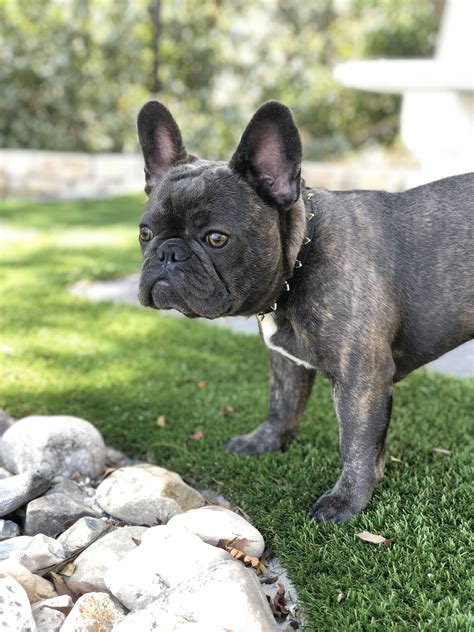  A Frenchie puppy can be born with a blue coat and mature to a more of a pale greyish brown or golden coat
