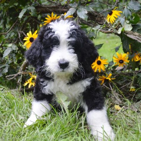  A Furever Friend Riverhouse Bernedoodles are perfect additions to your family if you are looking for a loving, loyal and somewhat laid back companion