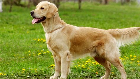  A Golden Irish is a moderately adaptable dog breed