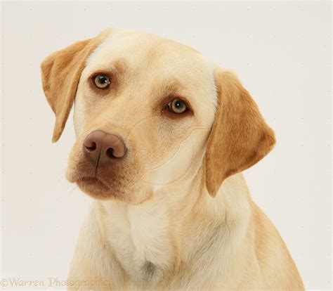  A Golden Labrador generally lives years