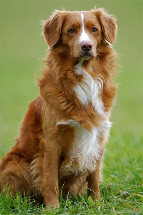  A Golden Retriever is a medium-sized dog breed that stands inches tall and weighs pounds