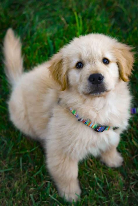  A Golden Retriever puppy cost can vary