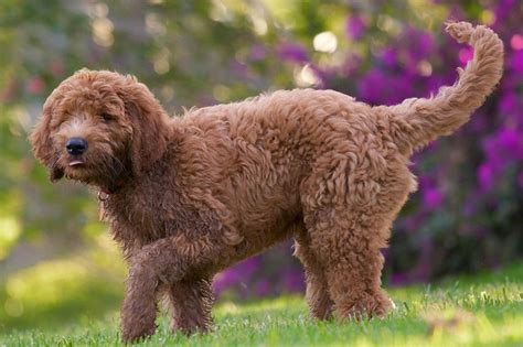  A Goldendoodle is also sometimes referred to as a Groodle