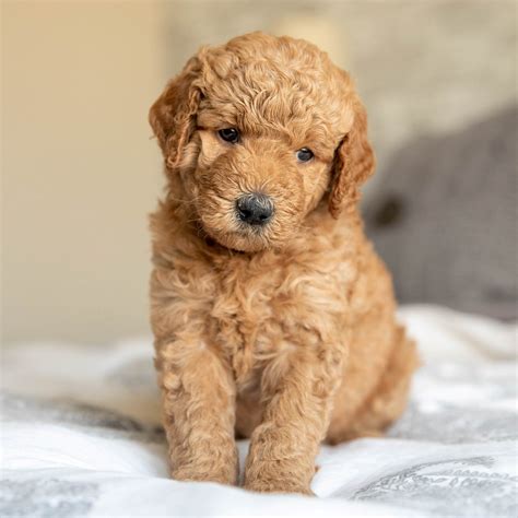  A Goldendoodle puppy can grow up to be anywhere between 45 to 90 pounds
