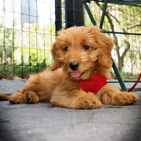  A Goldendoodle puppy is very sociable, which makes them perfect animals for households with children and other animals or pets, even cats