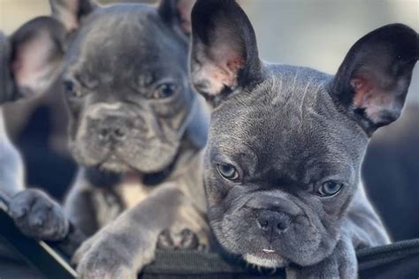  A Grey French Bulldog costs how much? Why do gray French bulldogs cost so much? French Bulldogs are expensive to create since they are difficult to breed