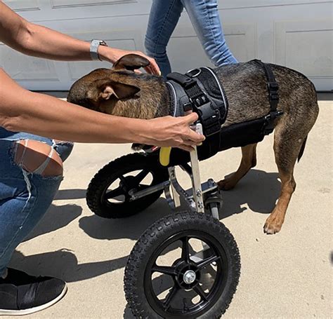  A K9 Carts custom-built dog wheelchair can help them hang out with other dogs—and you