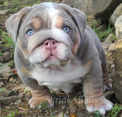  A Lilac English Bulldog is a dark-coated bulldog with twice diluted genes that produce light grey, almost lilac tint