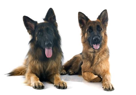  A Little About the German Shepherds Our male and females are often purchased titled or started prospects from Europe after a thorough evaluation