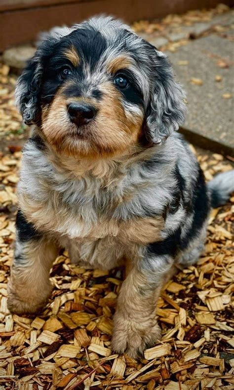 A Merle Bernedoodle is another popular but extremely rare variation