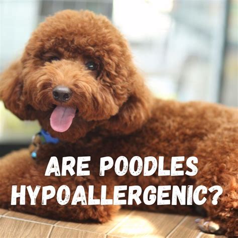  A Note on Hypoallergenic Traits Poodles have a reputation for being hypoallergenic, meaning they can supposedly be tolerated by people who have dog allergies