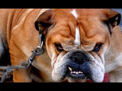  A Pacific Bulldog may be the perfect dog for you if you can handle the occasional barking or howling