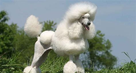  A Poodle has a lifespan between years