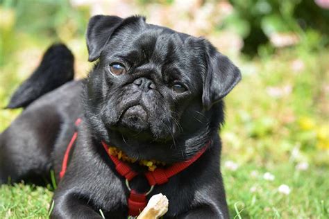  A Pug is a small breed of dog known for its distinctive appearance
