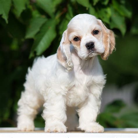  A San Diego Cocker Spaniel for sale is the perfect size for apartments and rural homes alike