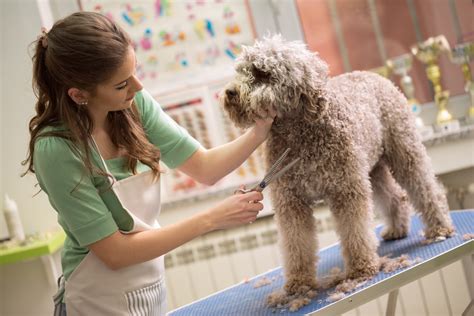  A Sense of Belonging A culture of regular grooming shows to your dog that you care about it
