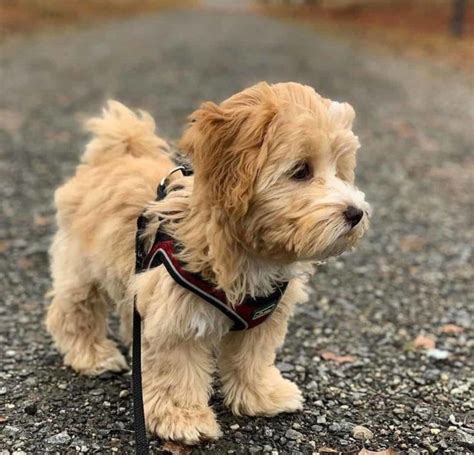  A Teacup Goldendoodle can weigh as little as 7 pounds