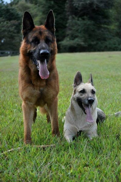  A Wonderful Dog to Add to Your Family Once you have owned a German Shepherd it is very hard not to have one in your life, they are the most dedicated dog there is