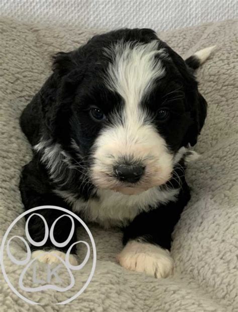  A bi color Bernedoodle is classified as any bernedoodle that has any separate two colors