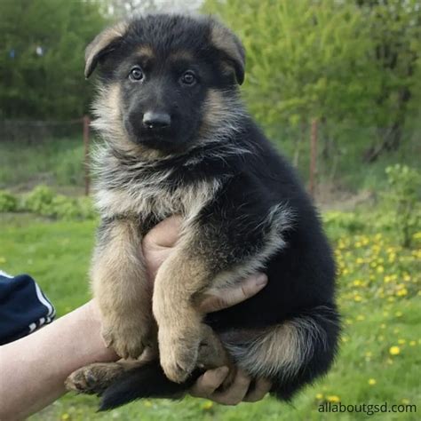  A born protector, the German Shepherd will provide a great sense of security for their family while their loving and lively personality will make them fit right in as a companion