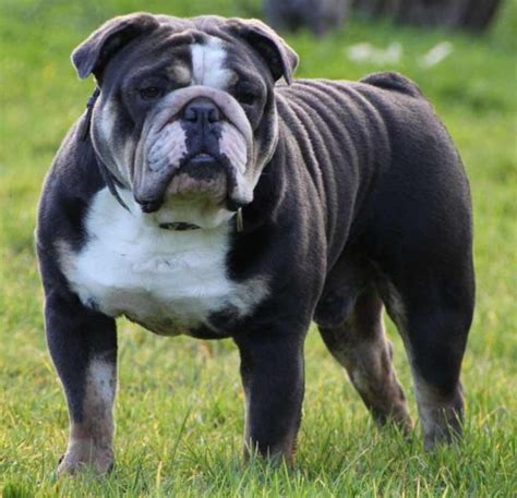  A breed of English origins, the Bulldog was first recognized as a non-sporting dog by the American Kennel Club in 