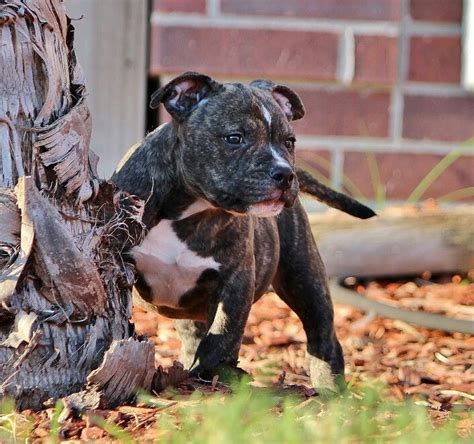  A brindle or black puppy will usually be at the lower end of the scale, but a breeder might ask a lot more for a platinum or blue fawn puppy