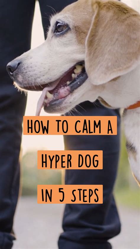  A calm, confident owner is often the best way to calm a hyper dog