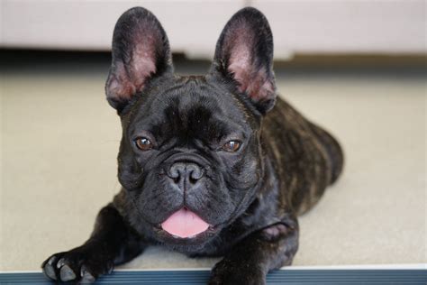  A chilled French Bulldog puppy must be warmed up