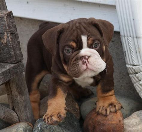  A chocolate bulldog is another rare example