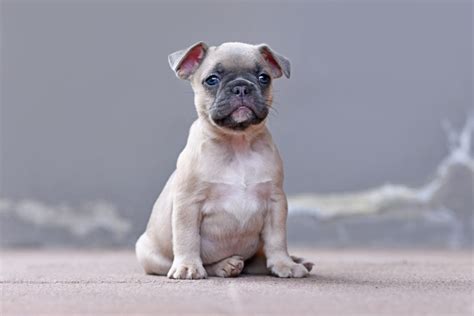  A common fear and concern for new Frenchie owners is wondering if their Frenchie is destined to have floppy ears or only one ear that is erect