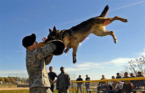  A confident dog will chase and attack only on command, or if his handler or himself is physically attacked first