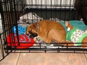  A crate may also be a safe haven for your dog when you are not home or when you have visitors