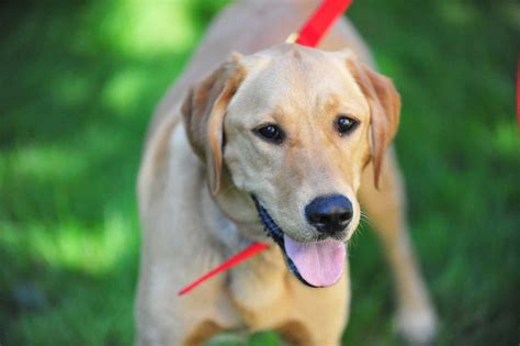  A cream, yellow, or golden coat may be the most common, but a Golden Labrador can also have a black, red, or brown coat