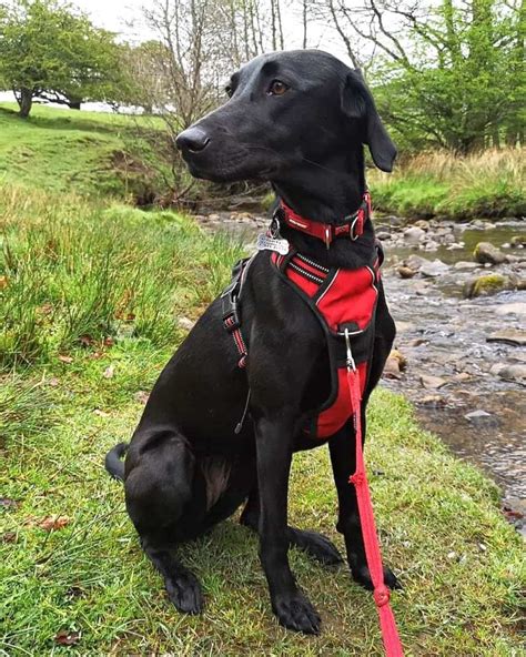  A cross breed between a whippet and a Labrador retriever generally shows characteristics of both types of dogs, though one breed may come across as more dominant than the other