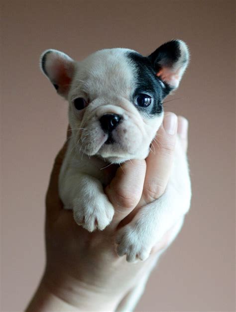  A crossbreed mini Frenchie is less likely to suffer from any of the health issues that their parents may be predisposed to