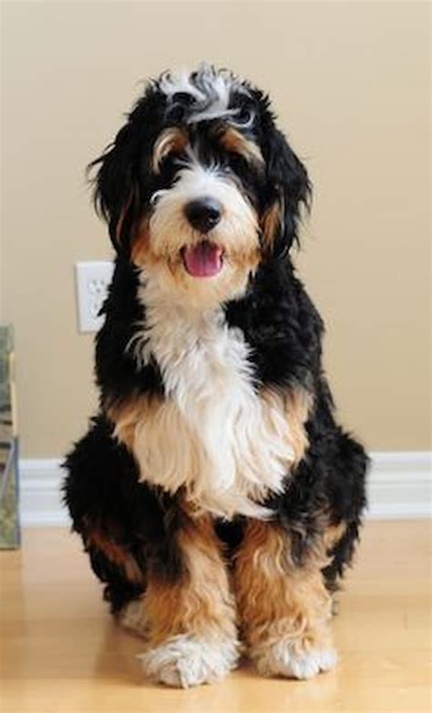  A curly Bernedoodle coat is typically sought-after because it