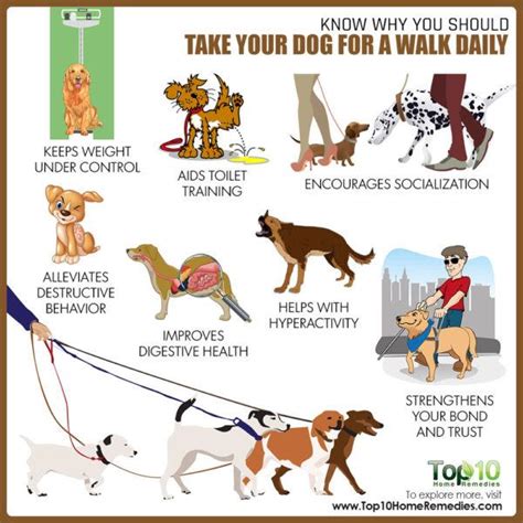  A daily walk or play session at the dog park will help ensure your Bullador stays in top shape