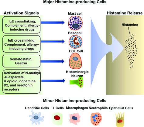  A degranulation, the release of histamine and other chemical compounds into the bloodstream, can occur spontaneously or when a tumor is agitated