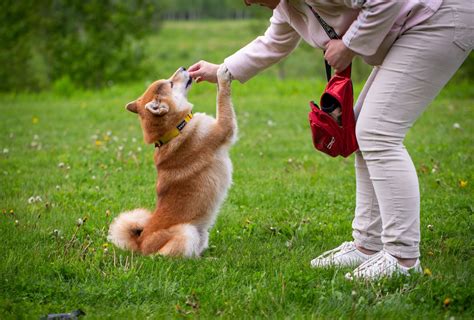  A dog may hold its hind leg up or if running, start to "bunny-hop"