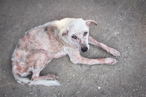  A dog suffering from a fungal or microbial illness scratches, rashes, or licks its nose and paws uncontrollably