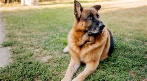  A dog who inherits more of his personality from the German Shepherd may be indifferent or somewhat aloof with your guests