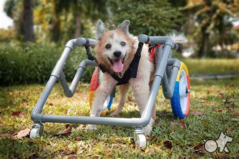  A doggy wheelchair can help improve mobility and quality of life