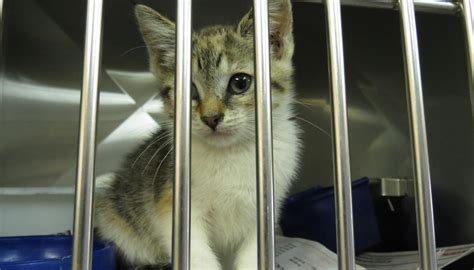  A donation of any amount will truly make a difference! The number of cat lives that will be saved from preventing unwanted kittens is often totally hard to digest