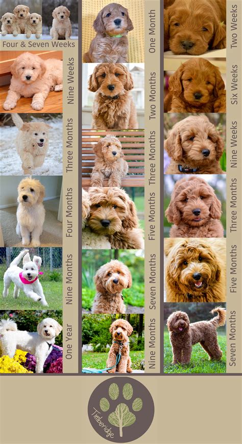  A doodle puppy has different needs than a senior Goldendoodle or adult Goldendoodle