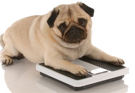  A fat dog is naturally going to weigh more but that is not their natural size