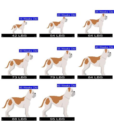  A few tips on the weight of the puppy American bulldog, during its growth: Growth of American bulldog female: According to its size, the weight of the American bulldog female at 3 months should be between 